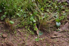 Nymphoides parvifolia